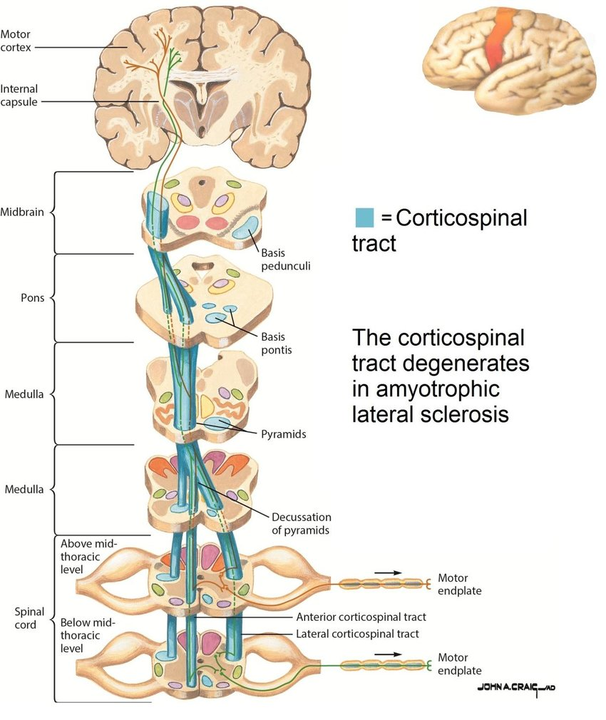 CST anatomy